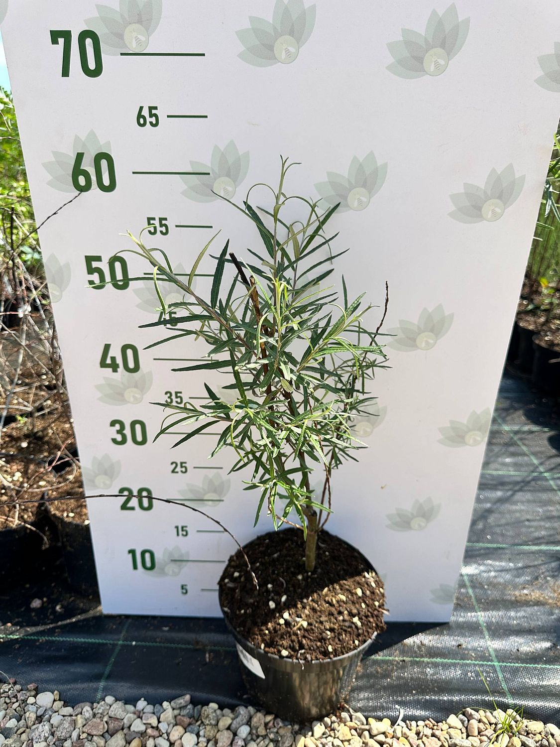 Ива пурпурная Пендула, С3 - Dolina-Sad.Ru