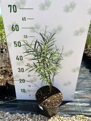 Ива пурпурная Пендула, С3 - Dolina-Sad.Ru