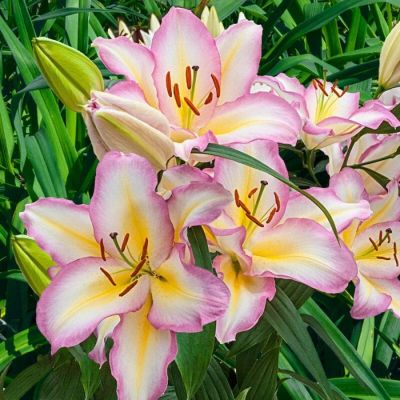 Лилия Капитан Триколор - Dolina-Sad.Ru