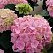 Гортензия крупнолистная Пинк Сенсейшн, С2 - Dolina-Sad.Ru