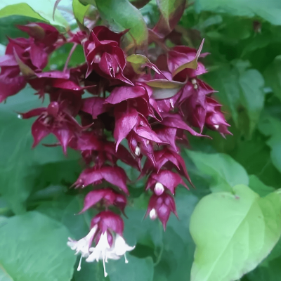 Лейцестерия красивая Голден Лантернс фото