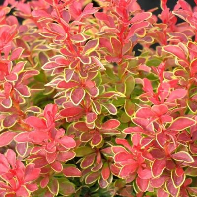 Барбарис Тунберга Оранж Санрайз, С3 - Dolina-Sad.Ru