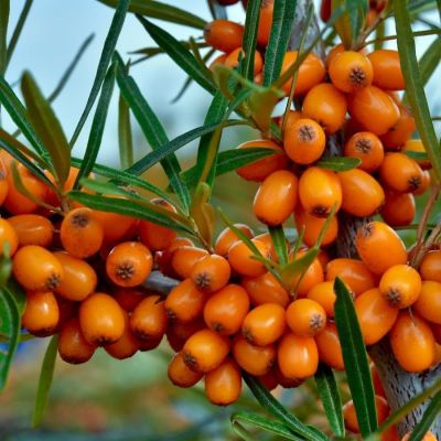 Облепиха крушиновидная Херго, С3 Облепиха крушиновидная Херго, С3 - Dolina-Sad.Ru