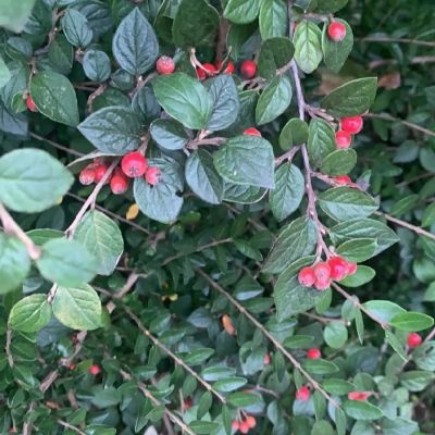 Кизильник Дильса, С3 Кизильник Дильса, С3 - Dolina-Sad.Ru