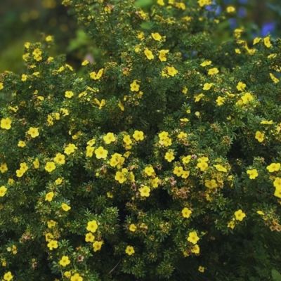 Лапчатка кустарниковая Хакманс Гигант, С1,5 Лапчатка кустарниковая Хакманс Гигант, С1,5 - Dolina-Sad.Ru