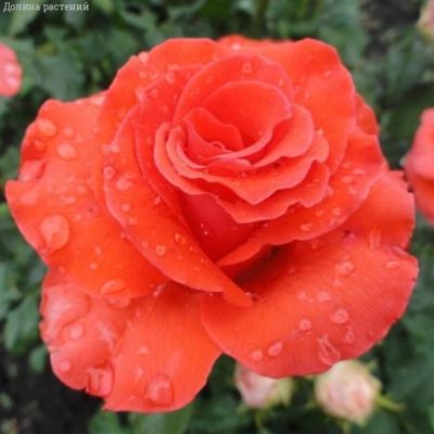 Роза Корветте в горшке - Dolina-Sad.Ru