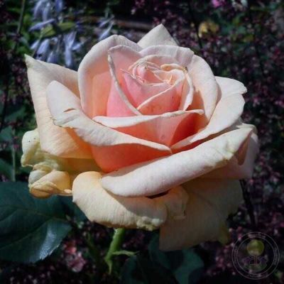 Роза Роял Бьюти в горшке - Dolina-Sad.Ru