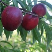 Нектарин Калдеси - Dolina-Sad.Ru