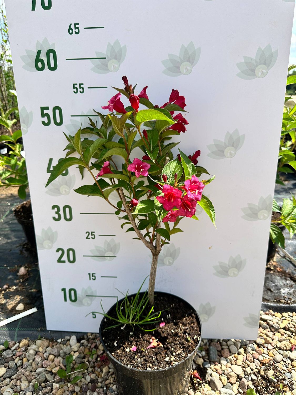 Вейгела Бристол Руби, С3 - Dolina-Sad.Ru