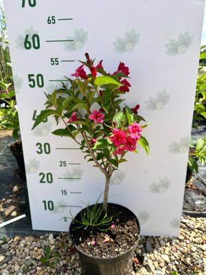 Вейгела Бристол Руби, С3 - Dolina-Sad.Ru