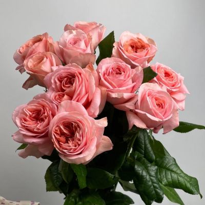 Роза Лондон Ай в горшке - Dolina-Sad.Ru