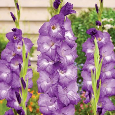 Гладиолус Нори Гладиолус Нори - Dolina-Sad.Ru