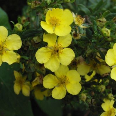 Лапчатка кустарниковая Лонгакр, С3 - Dolina-Sad.Ru