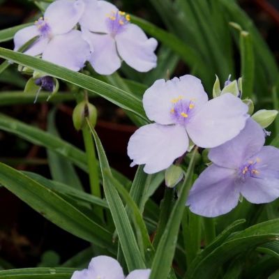 Традесканция андерсона Литл Долл - Dolina-Sad.Ru