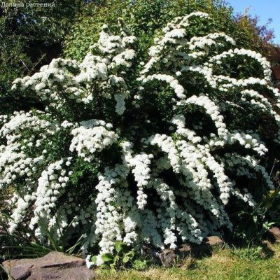 Спирея серая Грефшейм, С3 - Dolina-Sad.Ru