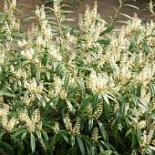 Лавровишня Забелиана - Dolina-Sad.Ru