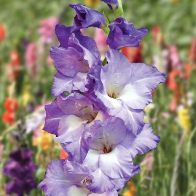 Гладиолус Нори Гладиолус Нори - Dolina-Sad.Ru