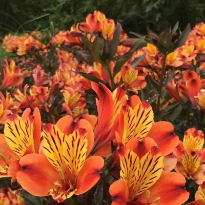 Альстромерия Каллисто - Dolina-Sad.Ru