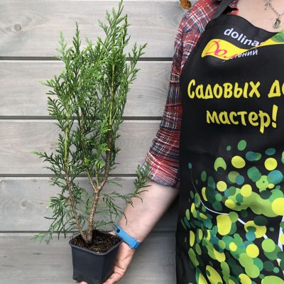 Туя складчатая Мартин, С2 - Dolina-Sad.Ru