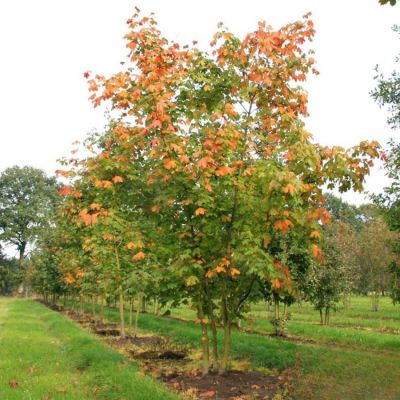 Клен остролистный, С15 - Dolina-Sad.Ru