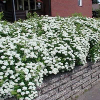 Спирея стелющаяся, С3 - Dolina-Sad.Ru