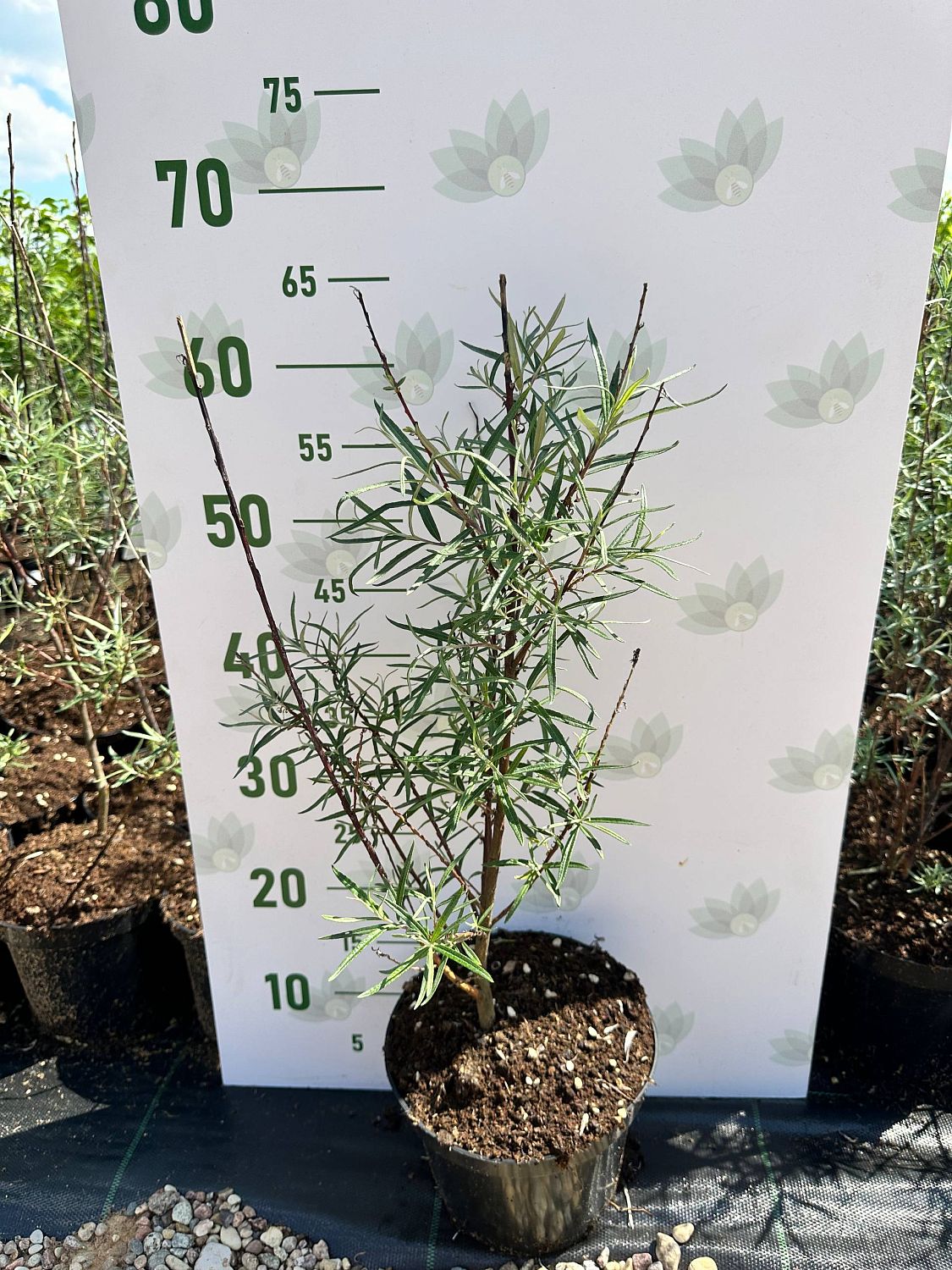 Ива лоховидная Ангустифолиа, С3 - Dolina-Sad.Ru