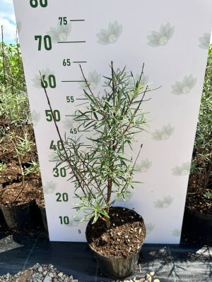 Ива лоховидная Ангустифолиа, С3 - Dolina-Sad.Ru