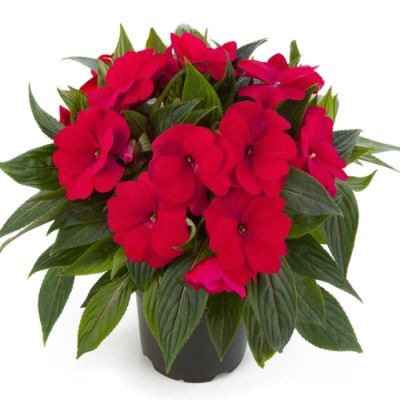 Бальзамин новогвинейский Парадайс Мартинкью - Dolina-Sad.Ru