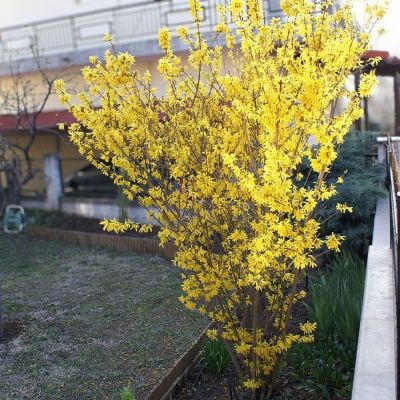 Форзиция промежуточная Курталин, С3 - Dolina-Sad.Ru