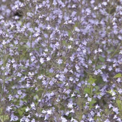 Душевик Блю Клауд - Dolina-Sad.Ru