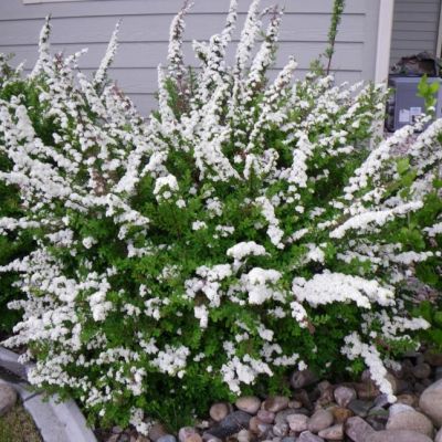 Спирея ниппонская Сноумаунд, С3 - Dolina-Sad.Ru