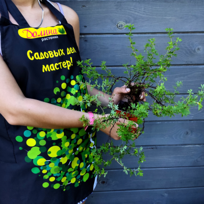 Лапчатка кустарниковая Мэрион Ред Робин, С3 - Dolina-Sad.Ru