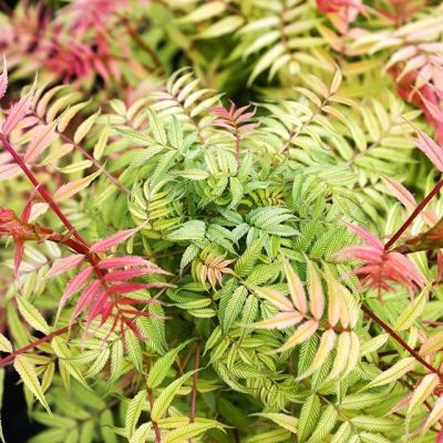 Рябинник рябинолистный Сэм - Dolina-Sad.Ru