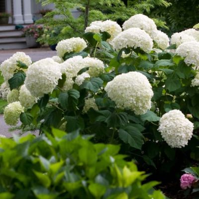 Гортензия древовидная Аннабель, С3 - Dolina-Sad.Ru