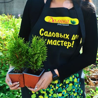 Туя Западная Голден Смарагд, С2 - Dolina-Sad.Ru