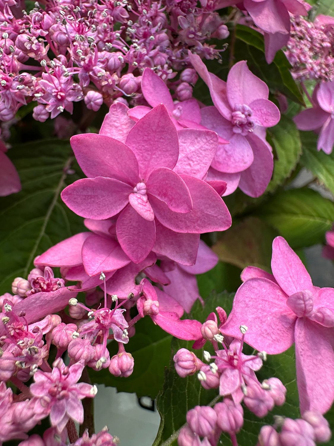 Гортензия пильчатая Морнинг Глори - Dolina-Sad.Ru