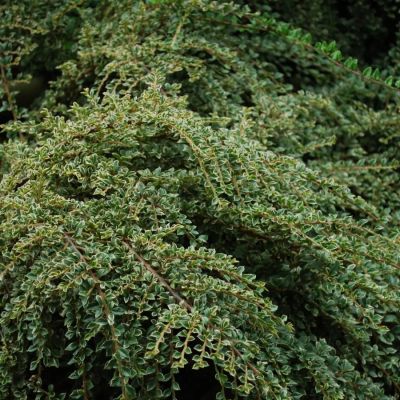 Кизильник горизонтальный, С3 Кизильник горизонтальный, С3 - Dolina-Sad.Ru