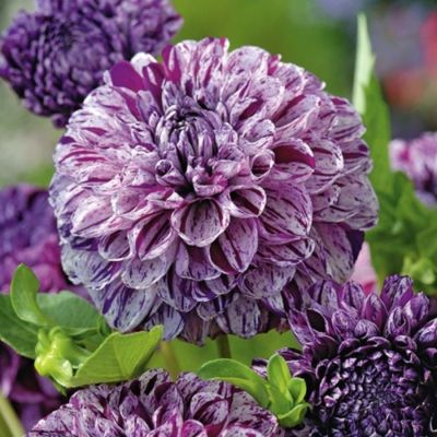 Георгина Марбл Балл - Dolina-Sad.Ru