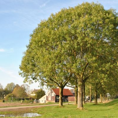 Ясень обыкновенный, С3 - Dolina-Sad.Ru