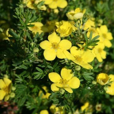 Лапчатка кустарниковая Голдтеппич. С3 - Dolina-Sad.Ru