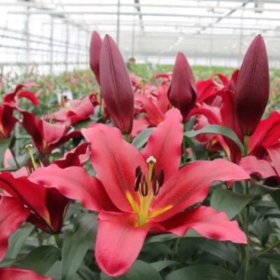 Лилия Ластинг Лов - Dolina-Sad.Ru