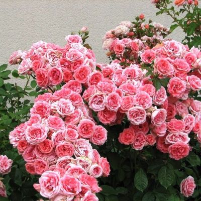 Роза Кимоно в горшке - Dolina-Sad.Ru