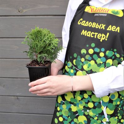 Туя западная Холмструп, С2 - Dolina-Sad.Ru
