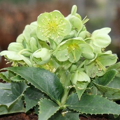 Морозник Грин Дварф - Dolina-Sad.Ru