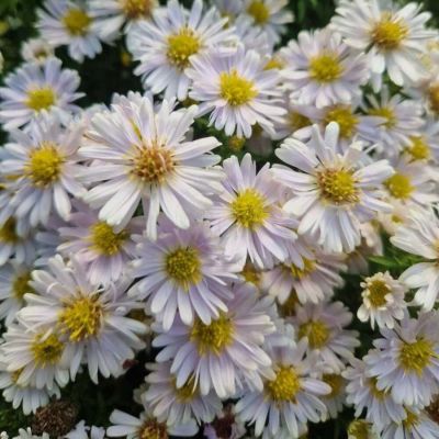 Астра кустарниковая Шнеекисен Астра кустарниковая Шнеекисен - Dolina-Sad.Ru