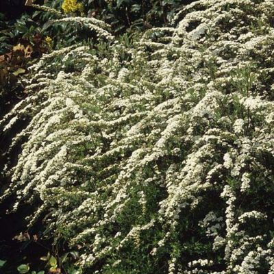 Ива лоховидная Ангустифолиа, С3 - Dolina-Sad.Ru