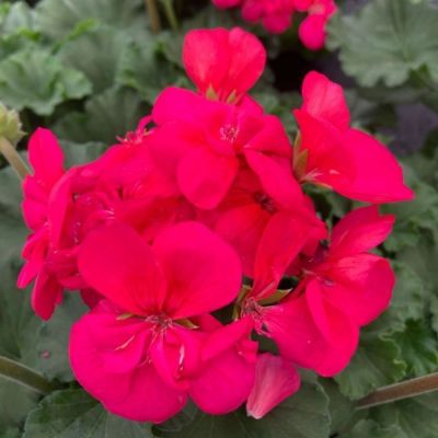 Пеларгония зональная Саванна Пунч - Dolina-Sad.Ru