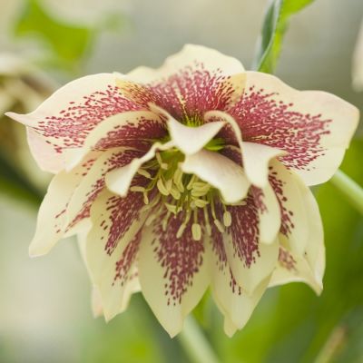 Морозник Дубль Еллоу Спот - Dolina-Sad.Ru