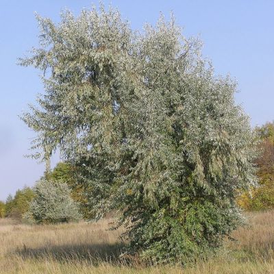 Лох узколистный, С3 - Dolina-Sad.Ru