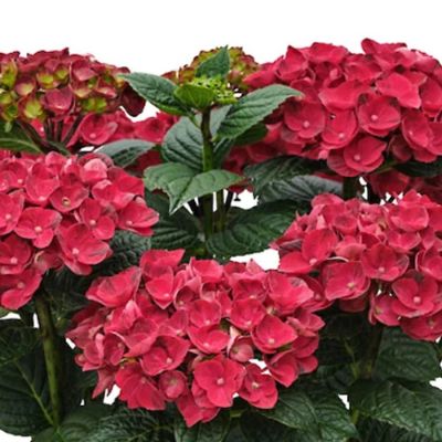 Гортензия крупнолистная Рана Гортензия крупнолистная Рана - Dolina-Sad.Ru